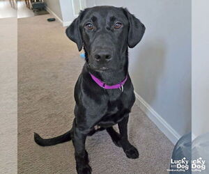 Labrador Retriever-Retriever  Mix Dogs for adoption in Washington, DC, USA