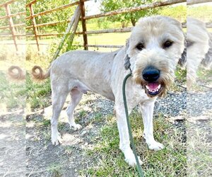 Goldendoodle Dogs for adoption in Pryor, OK, USA