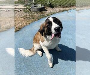 Saint Bernard Dogs for adoption in Toronto, Ontario, Canada