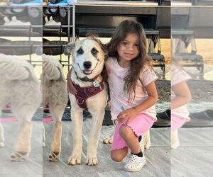 Great Pyrenees-Unknown Mix Dogs for adoption in Dana Point, CA, USA