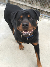 Rottweiler Dogs for adoption in Shaftsbury, VT, USA