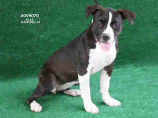 Bullboxer Pit Dogs for adoption in Hanford, CA, USA