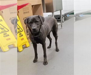 Labrador Retriever-Unknown Mix Dogs for adoption in Corpus Christi, TX, USA