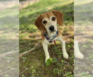 Beagle Dogs for adoption in Greenbelt, MD, USA