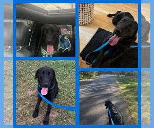Labrador Retriever Dogs for adoption in Blacksburg, SC, USA