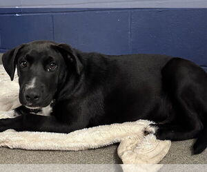 Labrador Retriever-Unknown Mix Dogs for adoption in Sterling, MA, USA