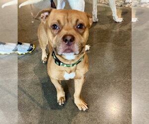 Mutt Dogs for adoption in Houston, TX, USA