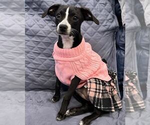 Mutt Dogs for adoption in oakland, FL, USA