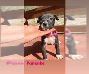American Staffordshire Terrier-Unknown Mix Dogs for adoption in San Antonio, TX, USA