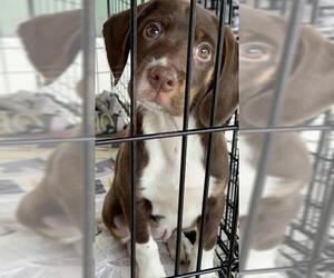Bocker Dogs for adoption in Pembroke, GA, USA