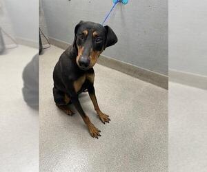 Doberman Pinscher-Unknown Mix Dogs for adoption in Las Vegas, NV, USA