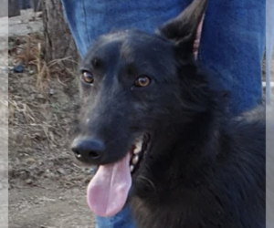 Greyhound Dogs for adoption in San Ramon, CA, USA