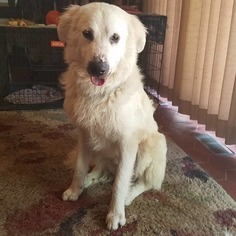 Great Pyrenees-Unknown Mix Dogs for adoption in Whitewright, TX, USA