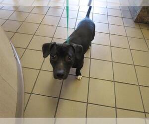 Labrador Retriever-Unknown Mix Dogs for adoption in Ocala, FL, USA