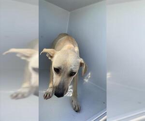 Labrador Retriever Dogs for adoption in Houston, TX, USA