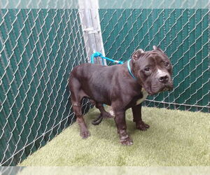 American Pit Bull Terrier Dogs for adoption in Downey, CA, USA