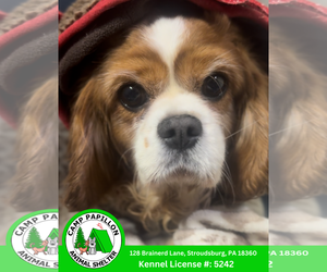 Cavalier King Charles Spaniel Dogs for adoption in Stroudsburg, PA, USA