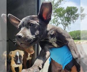 American Staffordshire Terrier-Unknown Mix Dogs for adoption in San Antonio, TX, USA