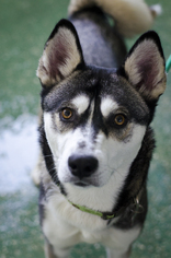 Alaskan Husky Dogs for adoption in Rohnert Park, CA, USA