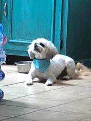 Shih Tzu-Unknown Mix Dogs for adoption in Midland, TX, USA