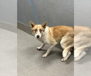 Mutt Dogs for adoption in Las Vegas, NV, USA