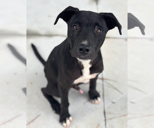 Medium Photo #2 American Pit Bull Terrier-Labrador Retriever Mix Puppy For Sale in Oakhurst, NJ, USA