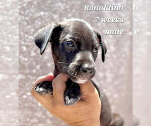 Chihuahua-Unknown Mix Dogs for adoption in Virginia Beach, VA, USA