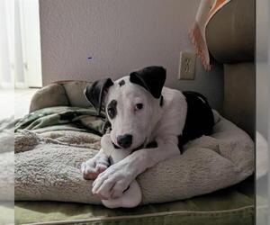 Mutt Dogs for adoption in San Antonio, TX, USA