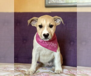 Mutt Dogs for adoption in Rockaway, NJ, USA