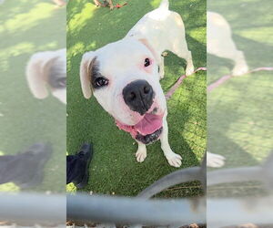 Boxer Dogs for adoption in Downey, CA, USA