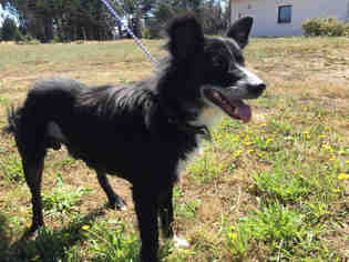 Border Collie Dogs for adoption in McKinleyville, CA, USA