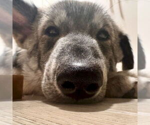 Siberian Husky-Unknown Mix Dogs for adoption in San Juan Capistrano, CA, USA