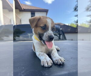 Mutt Dogs for adoption in Brewster, NY, USA