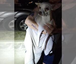 Chihuahua-Unknown Mix Dogs for adoption in San Antonio, TX, USA
