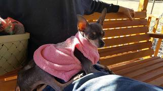 Chihuahua Dogs for adoption in Gretna, FL, USA