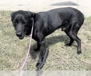 Labrador Retriever-Unknown Mix Dogs for adoption in Houston, TX, USA
