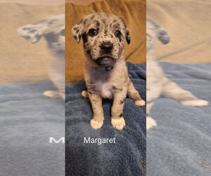 Mutt Dogs for adoption in Aurora, IN, USA