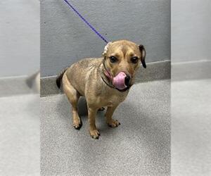 American Pit Bull Terrier-Unknown Mix Dogs for adoption in Las Vegas, NV, USA