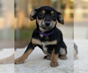 Chiweenie Dogs for adoption in Austin, TX, USA