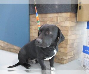 Basset Hound-Labrador Retriever Mix Dogs for adoption in Temple, TX, USA