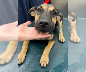 Black Mouth Cur-Unknown Mix Dogs for adoption in Mobile, AL, USA