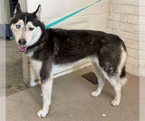 Siberian Husky Dogs for adoption in San Bernardino, CA, USA