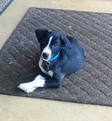 Medium Photo #1 Beagle-Unknown Mix Puppy For Sale in Huntsville, AL, USA
