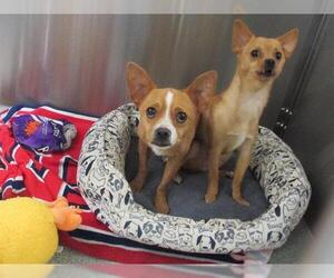 Medium Photo #1 Chihuahua Puppy For Sale in Orange, CA, USA