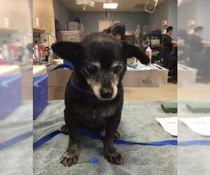 Chihuahua Dogs for adoption in Riverside, CA, USA