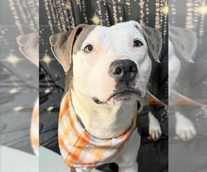 Mutt Dogs for adoption in Tulsa, OK, USA