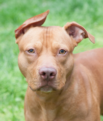 American Pit Bull Terrier Dogs for adoption in Versailles, KY, USA