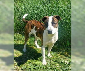 Bull Terrier-Unknown Mix Dogs for adoption in Lake City, MI, USA