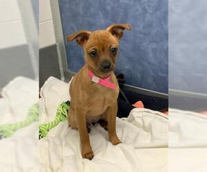 Chihuahua Dogs for adoption in Fort Collins, CO, USA
