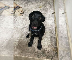 Labrador Retriever-Unknown Mix Dogs for adoption in Brewster, NY, USA